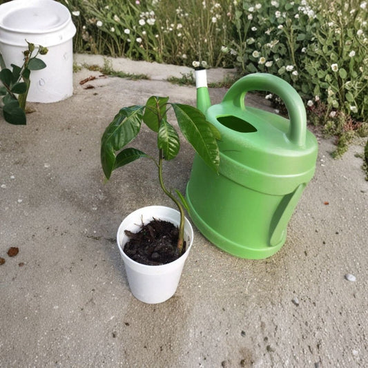Glenn Mango Tree – Mangifera indica Live Starter Plant | 8–12 Inches Tall | Tropical Fruit Tree  Sweet & Fiberless | Florida Favorite | Easy to Grow