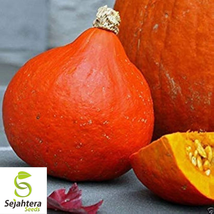 5 Red Kuri Squash Seeds - Uchiki Japanese Orange Heirloom, Non-GMO