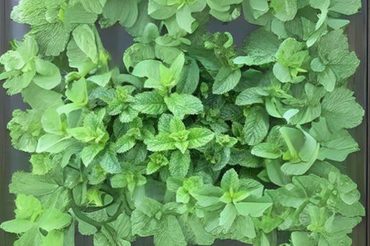 Spearmint Seeds - 20+ Hand Collected Mentha spicata for Garden or Herb Use - Aromatic Flavoring & Tea