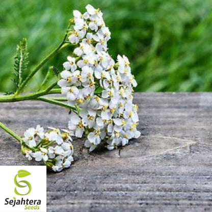 1000+ Yarrow Seeds - Perennial White Flower | Heirloom Wildflower Herb