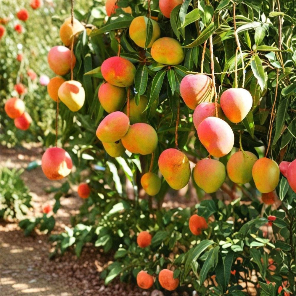 Glenn Mango Tree – Mangifera indica Live Starter Plant | 8–12 Inches Tall | Tropical Fruit Tree  Sweet & Fiberless | Florida Favorite | Easy to Grow