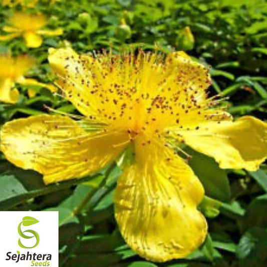 200+ Great St. John’s Wort Seeds - Medicinal Herb, Heirloom, Perennial Flower