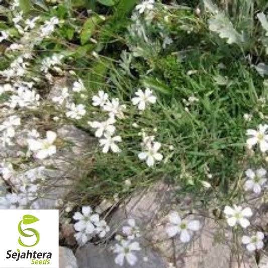 Baby's Breath Seeds {Gypsophila elegans} 500+ White Flowers | Drought Tolerant