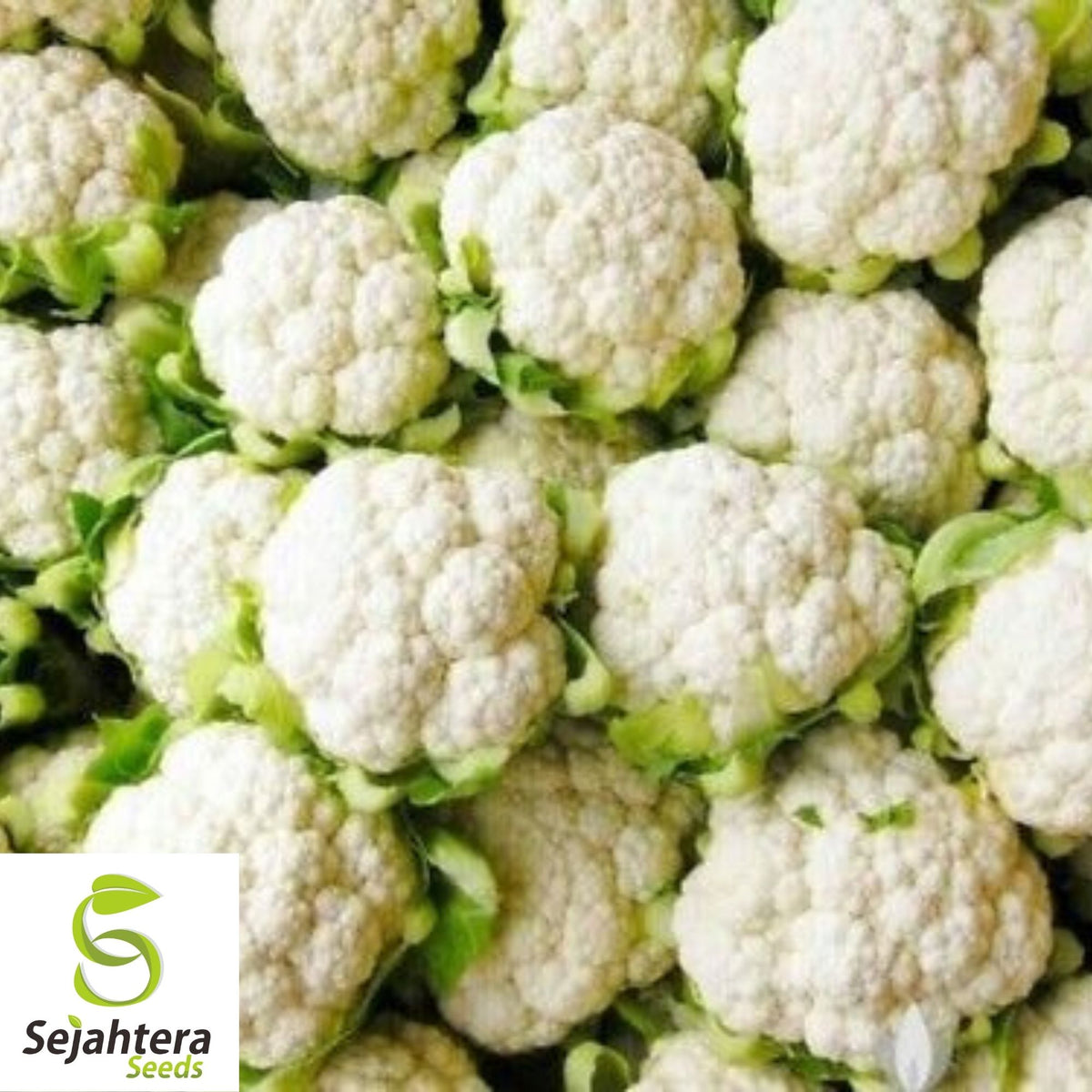 Cauliflower Snowball Y Improved Seeds 300+ | Vegetable NON-GMO USA