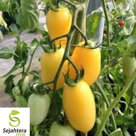 120+ Cream Sausage Tomato Seeds - Heirloom, Organic, Non-GMO, Rare & High-Yield