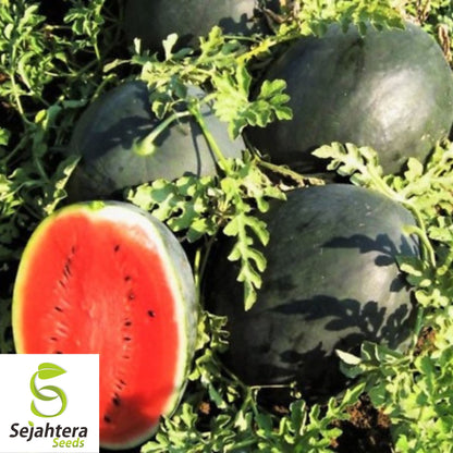 Giant Black Diamond Watermelon Seeds - 30+ Heirloom, Organic, 30-50 lbs & Sweet