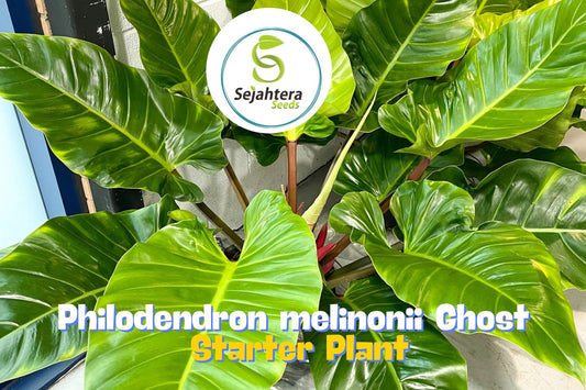 Philodendron Melinonii Ghost | Rare Houseplant in 3" Pot