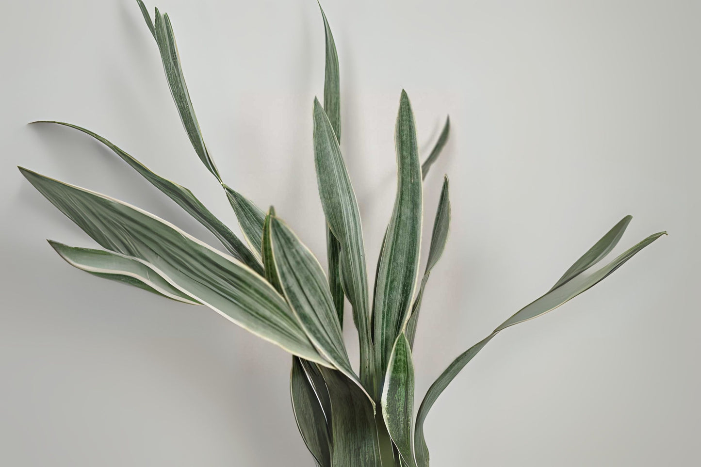 Sansevieria Sayuri Snake Plant - 3 Gallon, Indoor Succulent, Easy Care Houseplant, Natural Air Purifier, Live Plant