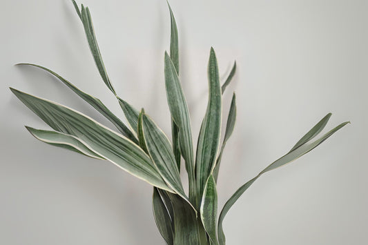 Sansevieria Sayuri Snake Plant - 3 Gallon, Indoor Succulent, Easy Care Houseplant, Natural Air Purifier, Live Plant