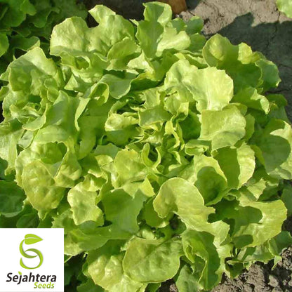 1000 Oak Leaf Lettuce Seeds - Non-GMO, Tender & Unique Heirloom Variety