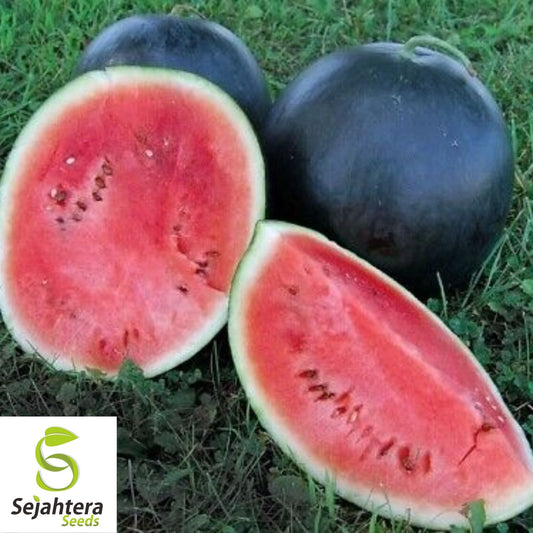 Black Diamond Watermelon Seeds 20 Ct | Large Sweet Fruit Melon NON-GMO USA