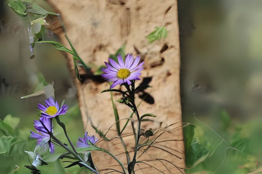 Tahoka Daisy Seeds - 20 Hand Collected Seeds - Machaeranthera tanacetifolia - Tansyleaf Tansyaster - Free Shipping Over $35