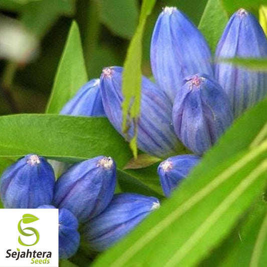 Blue Bottle Gentian Seeds {Gentiana andrewsii} 200+ Seeds for Gardens