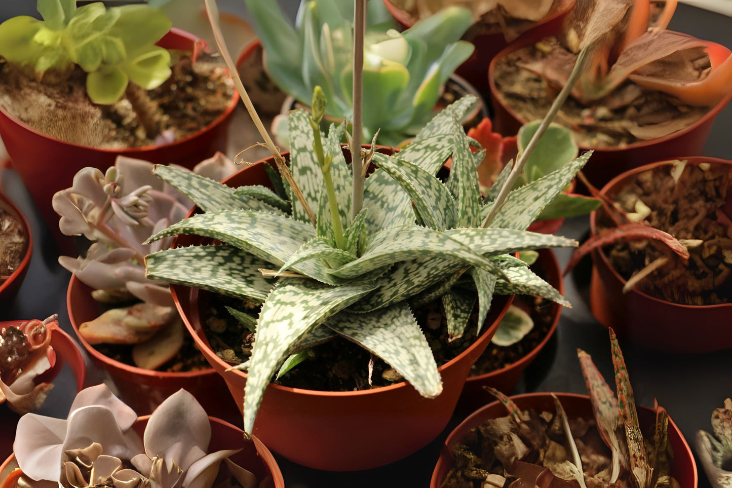 Aloe Lizard Lips Succulent - 2" or 4" Pot - Dark Green with Creamy Markings - Aloe 'Lizard Lips'