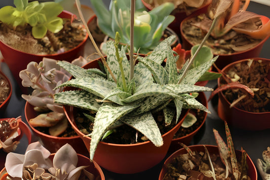 Aloe Lizard Lips Succulent - 2" or 4" Pot - Dark Green with Creamy Markings - Aloe 'Lizard Lips'