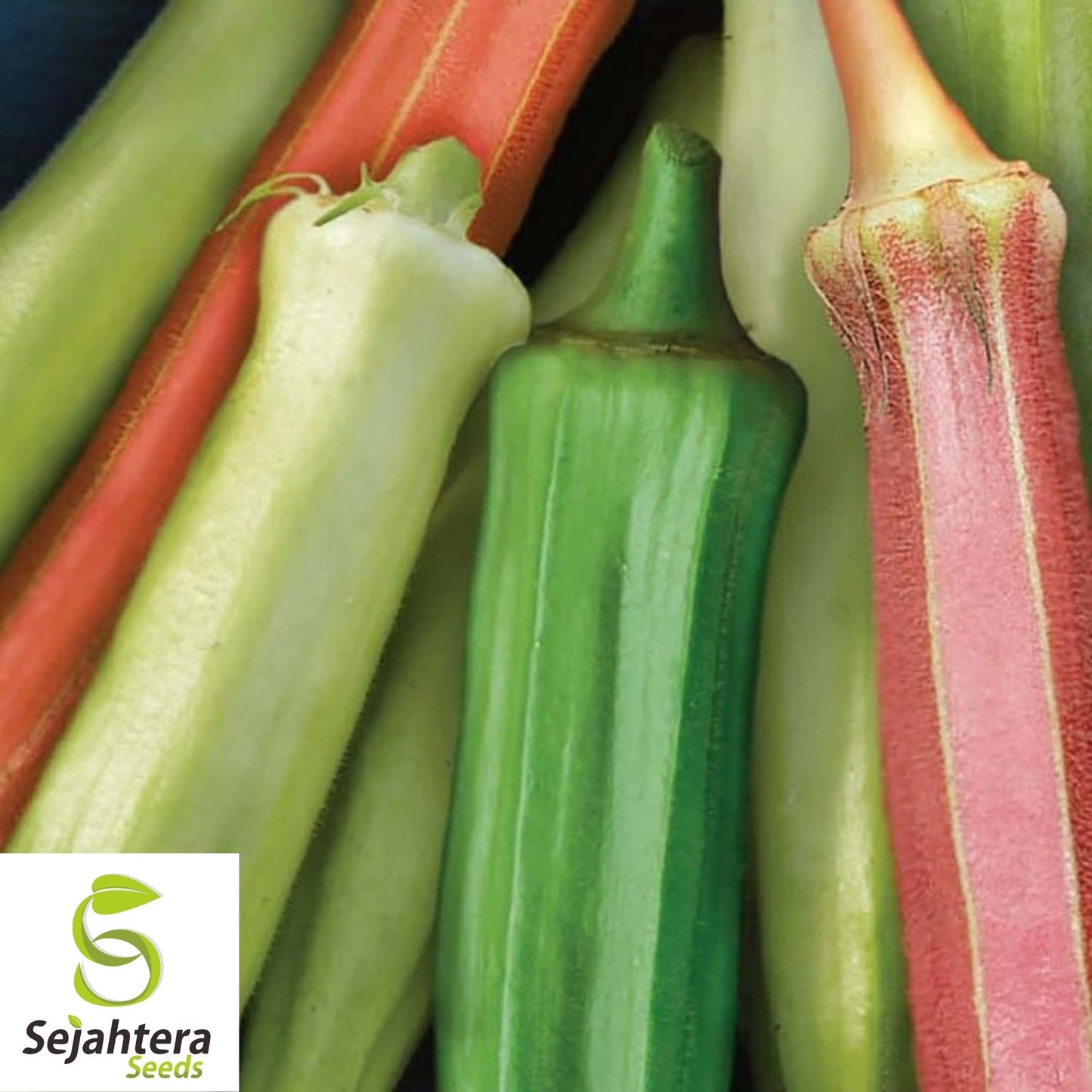 Rainbow Fiesta Okra Seeds 30 Ct | Heirloom Vegetable MIX NON-GMO USA