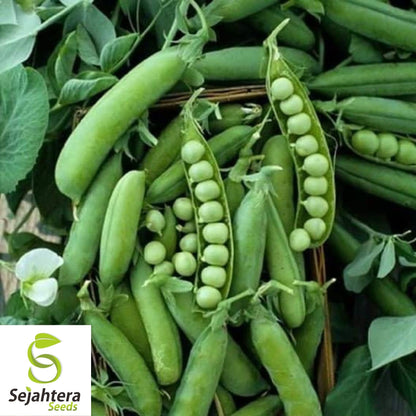 Early Frosty Pea Seeds 25 Ct | Heirloom Green Pod Vegetable NON-GMO USA