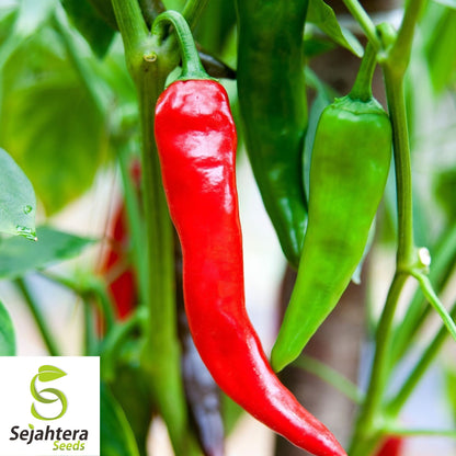 25 New Mexico Sandia Pepper Seeds - Non-GMO, Mild to Medium Heat