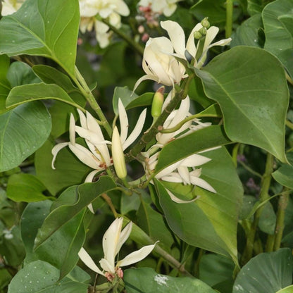 White Champaca – Magnolia champaca Live Air-Layered Plant | 2–3 Feet Tall | Shipped in 3 Gallon Pot  Fragrant Flowering Tree | Tropical Garden Favorite | Container Friendly