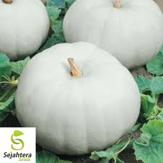 10 Casper Pumpkin Seeds - White Cucurbita Pepo, Non-GMO, Unique Garden Variety