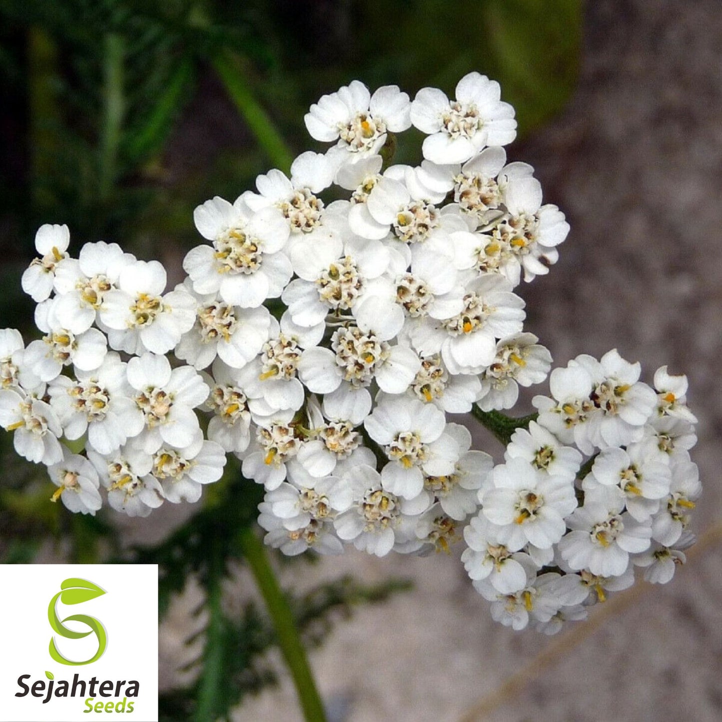 1000+ Yarrow Seeds - Perennial White Flower | Heirloom Wildflower Herb