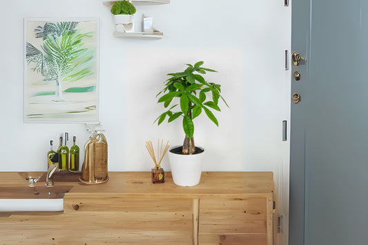 Large Braided Money Tree Plant - 20"-24” High Pachira Aquatica, Malabar Chestnut, Feng Shui Indoor Decor