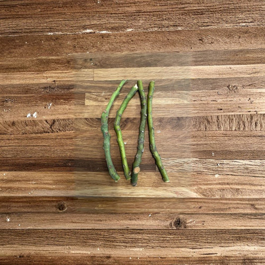 Hass Avocado Scion Cuttings – Persea americana  4 Unrooted Scion Cuttings Fresh Cut • Organic • Non-GMO • For Grafting & Propagation