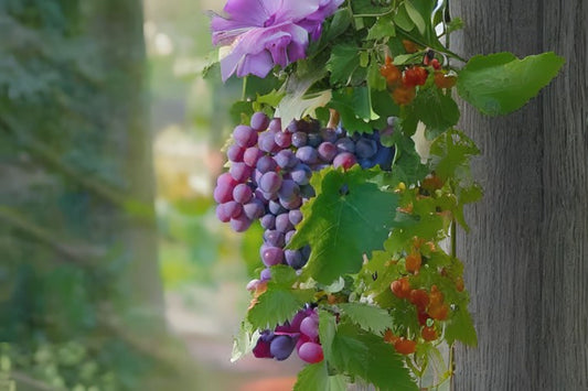 Purple Grape Seeds - 10 Hand Collected Seeds - Vitis vinifera - Common Grape for Wine and Table Use - Free Shipping Over $35
