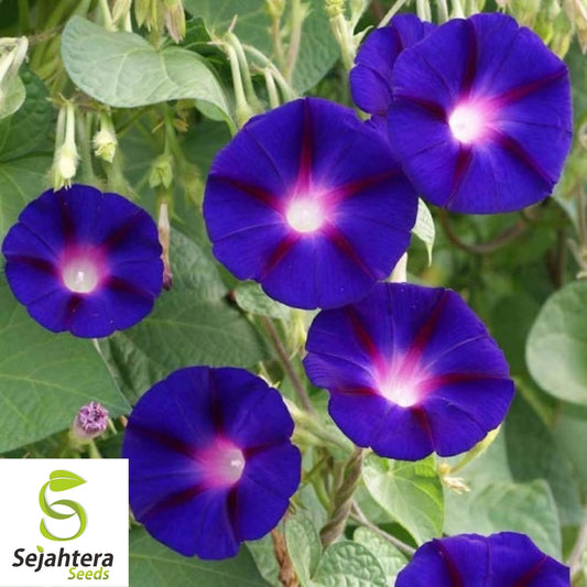 30+ Morning Glory Grandpa Ott Seeds - Purple Vine Flower, Ipomoea Purpurea
