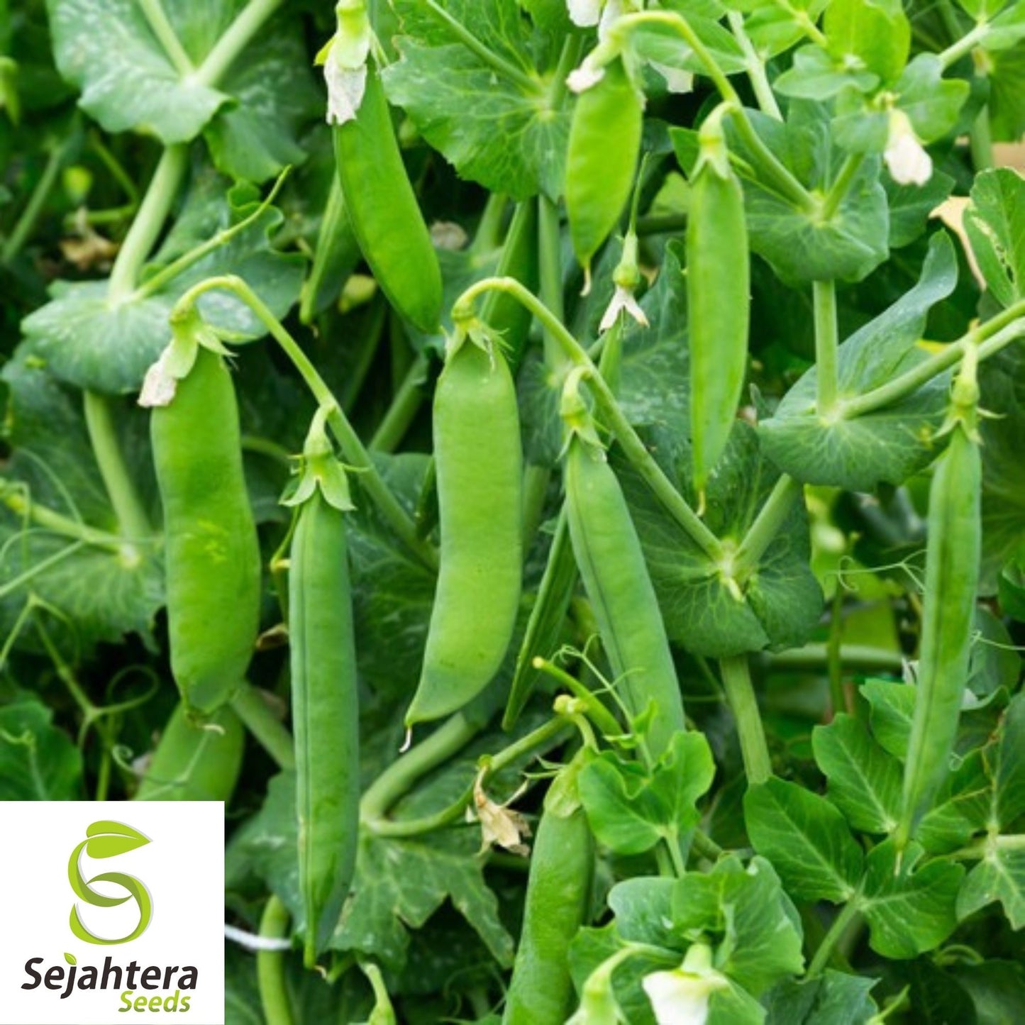 Early Frosty Pea Seeds 25 Ct | Heirloom Green Pod Vegetable NON-GMO USA