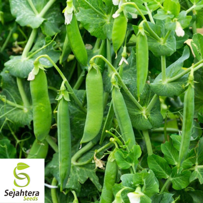Early Frosty Pea Seeds 25 Ct | Heirloom Green Pod Vegetable NON-GMO USA