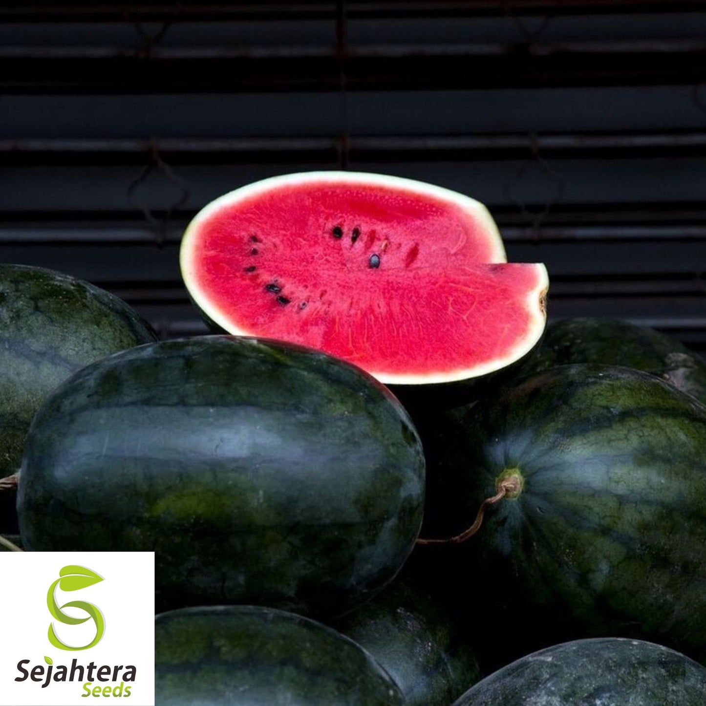 Giant Black Diamond Watermelon Seeds - 30+ Heirloom, Organic, 30-50 lbs & Sweet