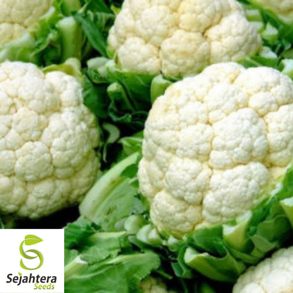 Cauliflower Snowball Y Improved Seeds 300+ | Vegetable NON-GMO USA