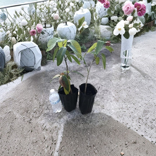 Kent Mango Tree – Mangifera indica Live Starter Plant | 10–14 Inches Tall | Late-Season Variety  Sweet & Fiberless | Florida Favorite | Great for Juicing