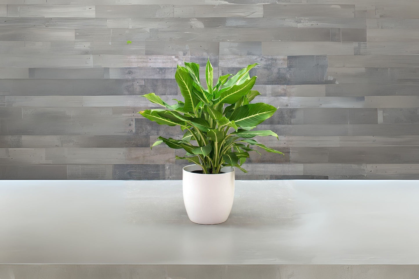 Dieffenbachia 'Sterling' 9" Pot | Stunning Hand-Painted Foliage | Houseplant for Bright Interiors | Dieffenbachia maculata