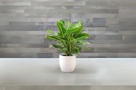 Dieffenbachia 'Sterling' 9" Pot | Stunning Hand-Painted Foliage | Houseplant for Bright Interiors | Dieffenbachia maculata