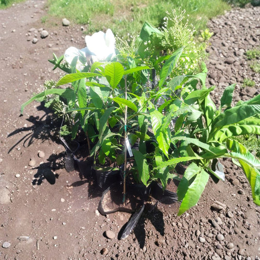 Abiu Fruit Tree – Pouteria caimito Live Tropical Plant | 2–3 Feet Tall | Ships in 3 Gallon Pot  Creamy Caramel Flavor | Rare Tropical Fruit | Warm Climate Favorite