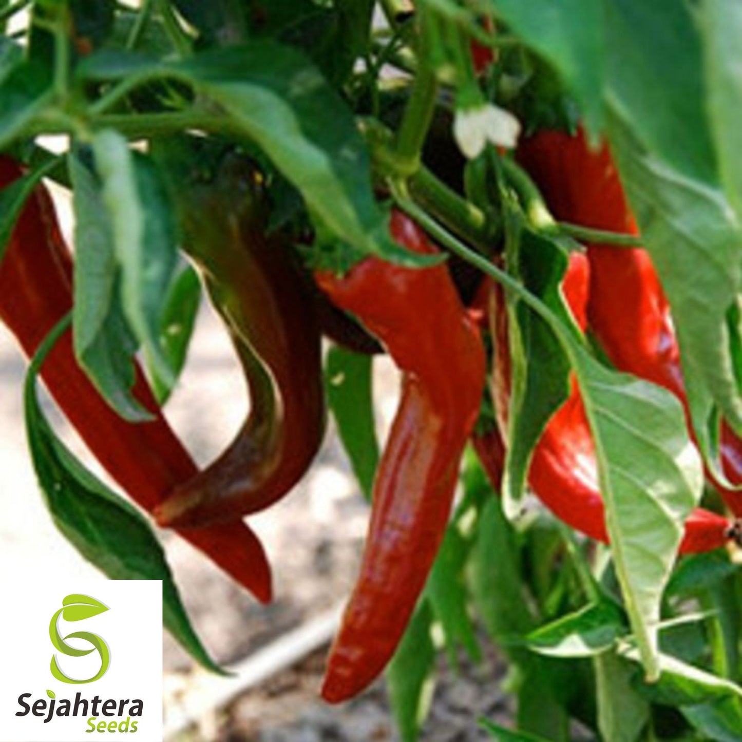 25 New Mexico Sandia Pepper Seeds - Non-GMO, Mild to Medium Heat