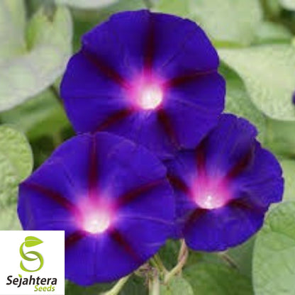 30+ Morning Glory Grandpa Ott Seeds - Purple Vine Flower, Ipomoea Purpurea