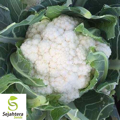 Cauliflower Snowball Y Improved Seeds 300+ | Vegetable NON-GMO USA
