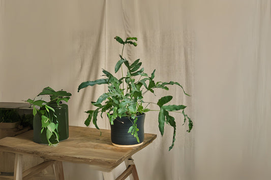 Blue Star Fern 6" Pot - Golden Polypody, Powdery Blue-Green Fronds, Phlebodium aureum - Indoor Plant, Pet-Friendly Fern