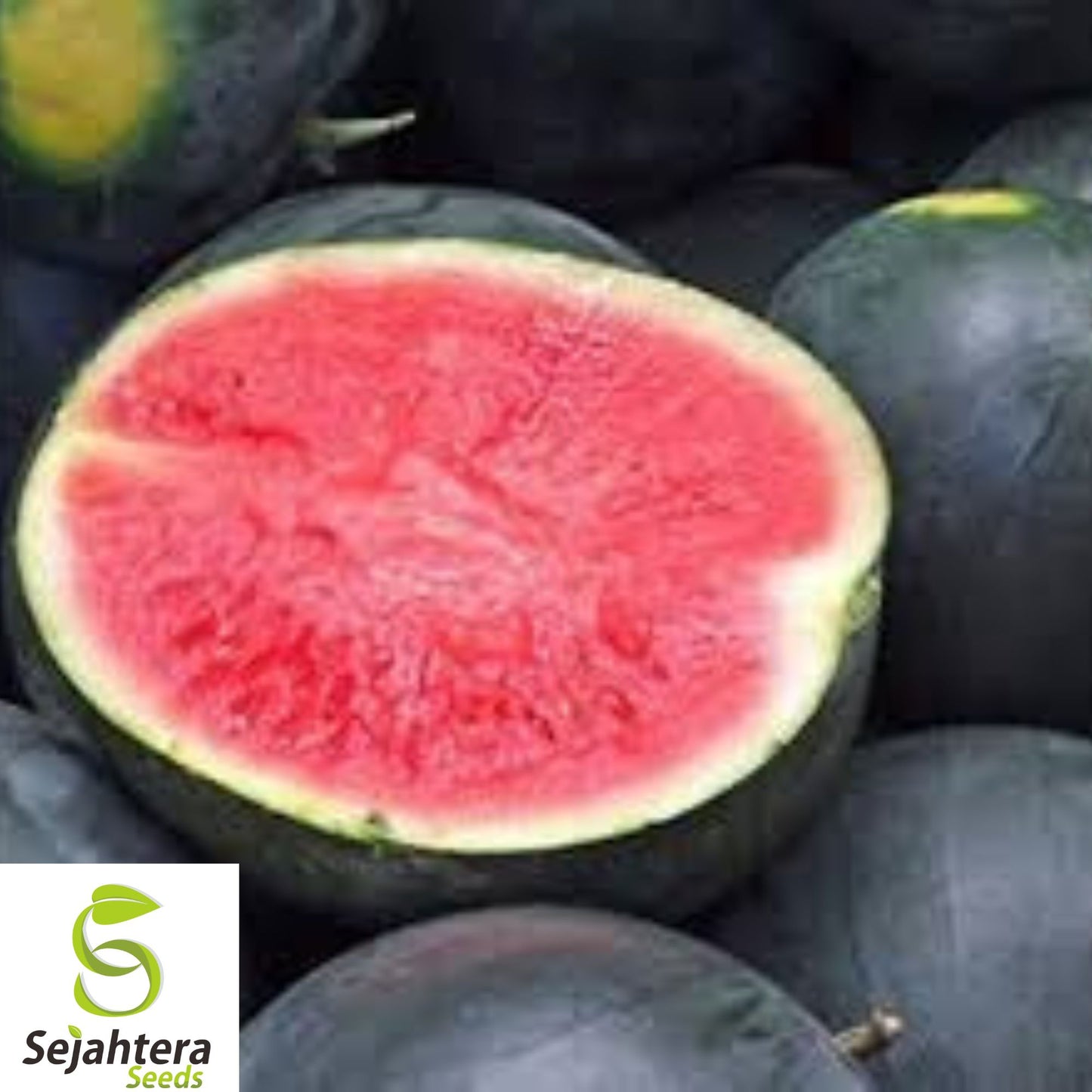 15+ Giant Black Diamond Watermelon Seeds - Heirloom, Organic, 30-50lbs Sweet Melons