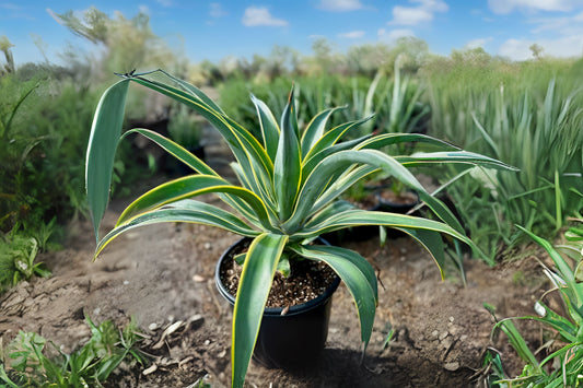 Variegated Agave Plant - Green and White Succulent - Bare Root Agave americana