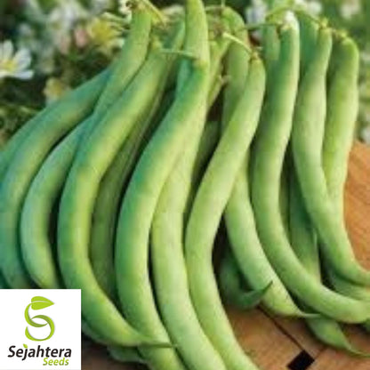 Early Frosty Pea Seeds 25 Ct | Heirloom Green Pod Vegetable NON-GMO USA