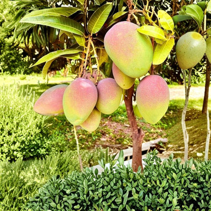 Kent Mango Tree – Mangifera indica Live Starter Plant | 10–14 Inches Tall | Late-Season Variety  Sweet & Fiberless | Florida Favorite | Great for Juicing