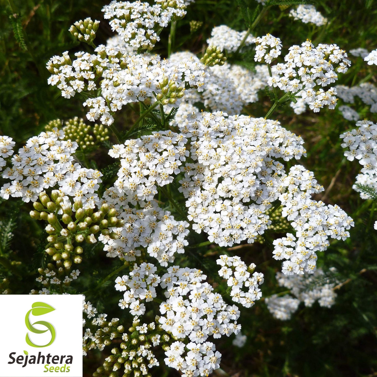 1000+ Yarrow Seeds - Perennial White Flower | Heirloom Wildflower Herb