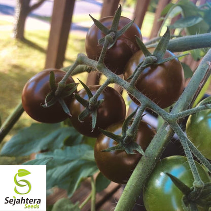 Chocolate Cherry Tomato Seeds - 120+ Heirloom - Super Sweet & Rare - Non-GMO