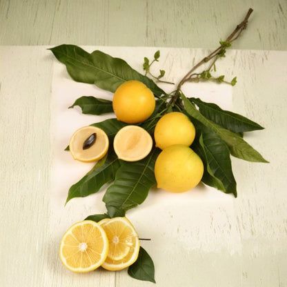 Abiu Fruit Tree – Pouteria caimito Live Tropical Plant | 2–3 Feet Tall | Ships in 3 Gallon Pot  Creamy Caramel Flavor | Rare Tropical Fruit | Warm Climate Favorite