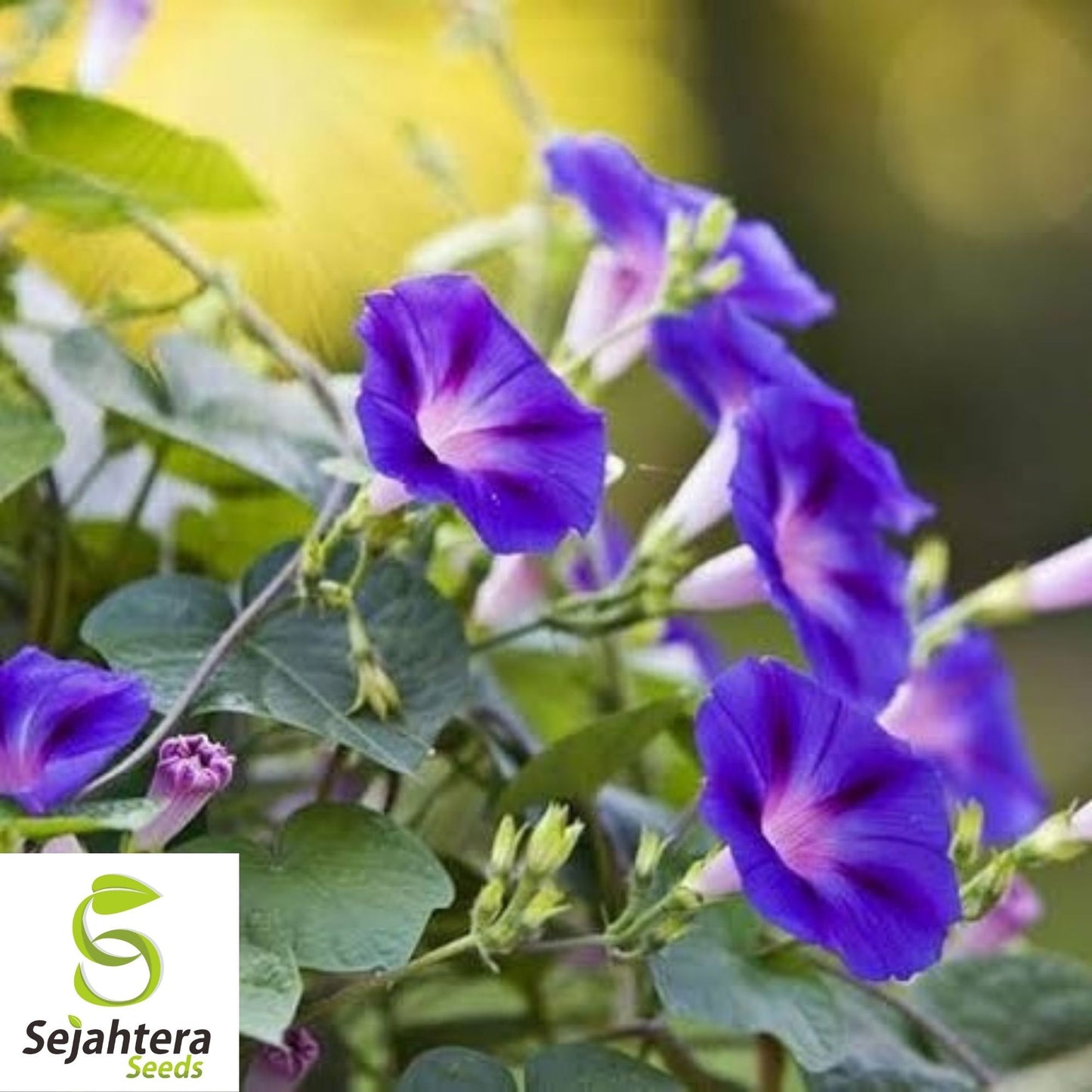 30+ Morning Glory Grandpa Ott Seeds - Purple Vine Flower, Ipomoea Purpurea