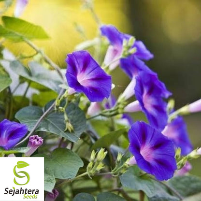 30+ Morning Glory Grandpa Ott Seeds - Purple Vine Flower, Ipomoea Purpurea